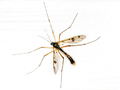 Ptychoptera contaminata